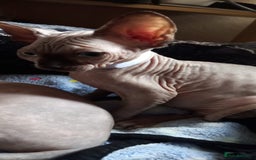 Sphynx cats for sale: 5 Adorable Sphynx Kittens for sale! - Image 4