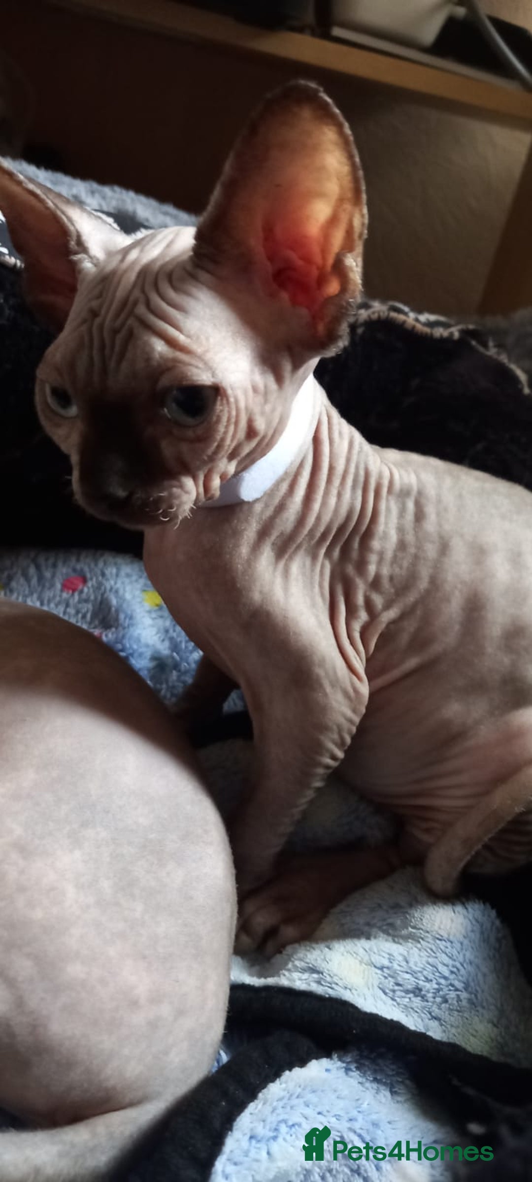 Sphynx cats for sale: 5 Adorable Sphynx Kittens for sale! - Image 4