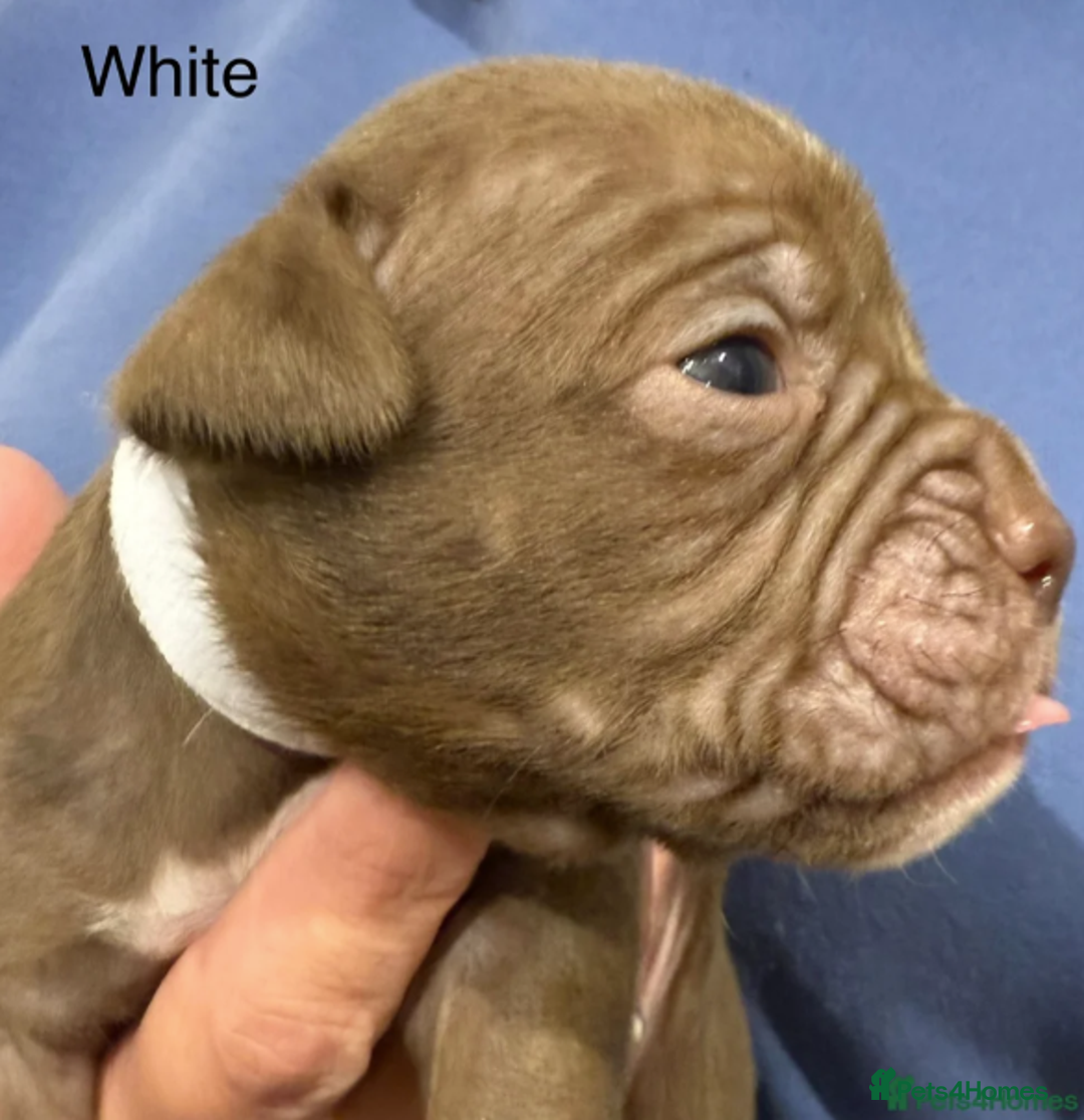 Olde English Bulldogge dogs for sale: 9 Olde English Bulldogge NEBBR registered puppies - Advert 7
