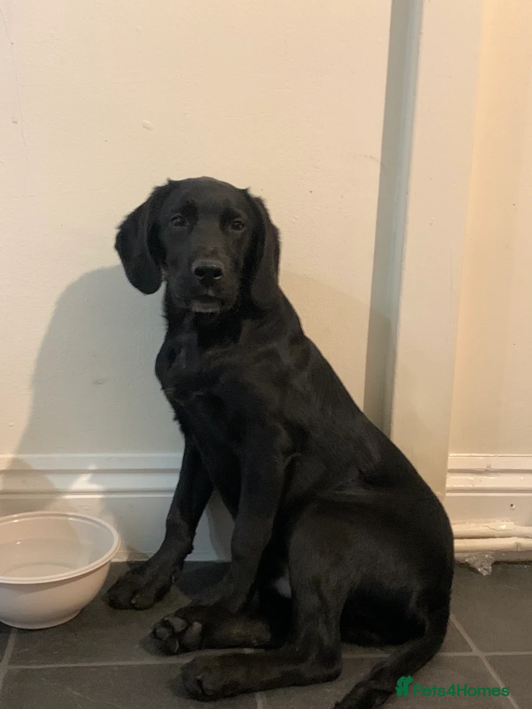 Labrador Retriever dogs for sale: Gorgeous boy lab - Advert 1