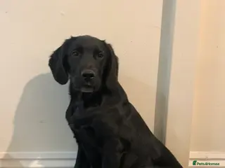 Labrador Retriever dogs Gorgeous boy lab - Advert 5