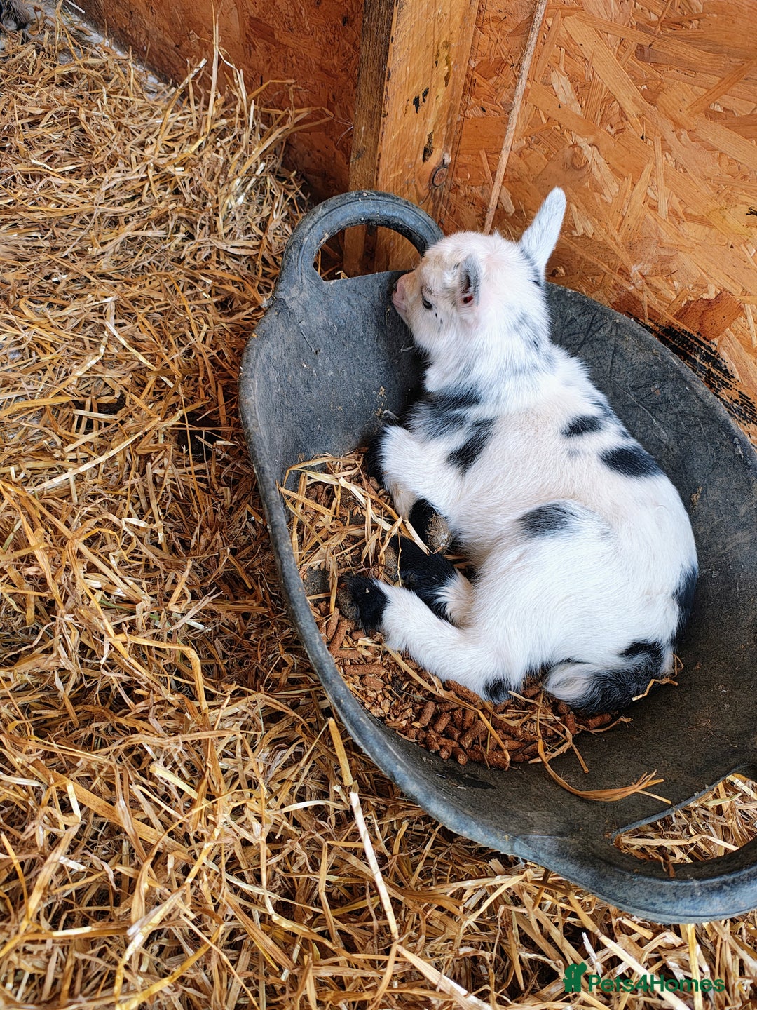 Goats livestock for sale: Pygmy goat kids mixed - Image 8