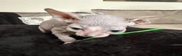 Sphynx cats for sale: Just 2 gorgeous boys left now - Advert 36