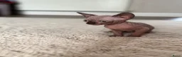 Sphynx cats for sale: 3 Girls left TICA Canadian Elf Sphynx  - Advert 8