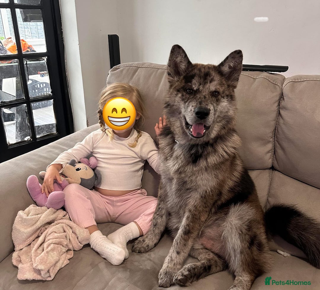 Chow Chow dogs for stud: MERLE CHOW CHOW CROSS WITH ALASKAN MALAMUTE  in Bromley - Image 1