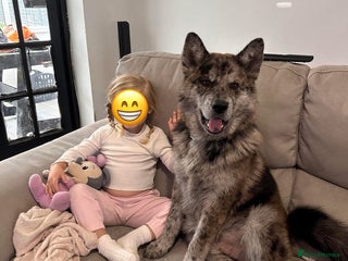 Chow Chow dogs in Bromley - Advert 1