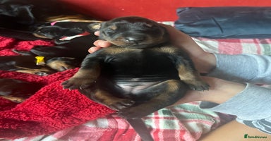 Dobermann dogs - Advert 4