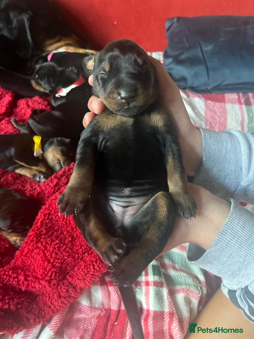 Dobermann dogs for sale: 🏆Supreme Dobermanns - Where Excellence Begins 🏆 - Image 2