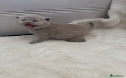 British Shorthair cats for sale: GCCF British shorthair lilac male kitten  - Image 8