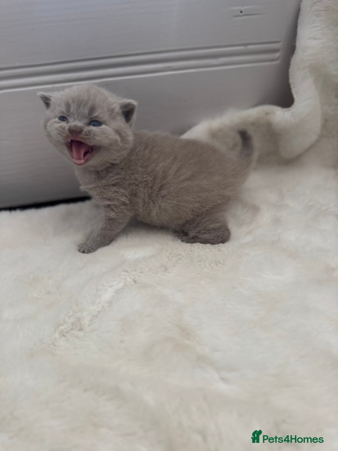 British Shorthair cats for sale: GCCF British shorthair lilac male kitten  - Image 8