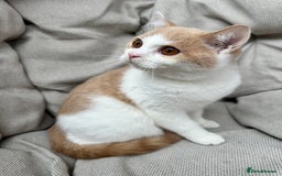 British Shorthair cats for sale: British Shorthair Chunky kittens - Image 33