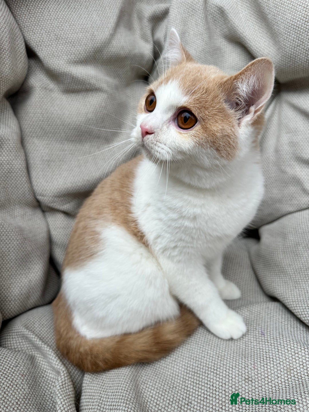 British Shorthair cats for sale: British Shorthair Chunky kittens - Image 33