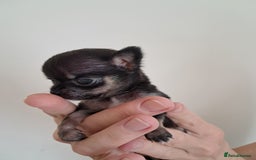 Chihuahua dogs for sale: SMALLEST on the market KC reg chihuahua girls - Image 1