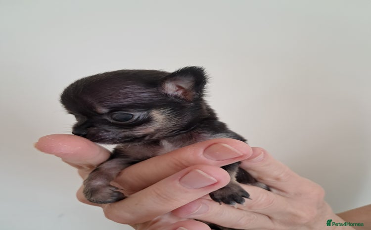 Chihuahua dogs - Advert 1