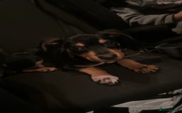 Mixed Breed dogs for sale: Staffy cross Rottweiler  - Image 3