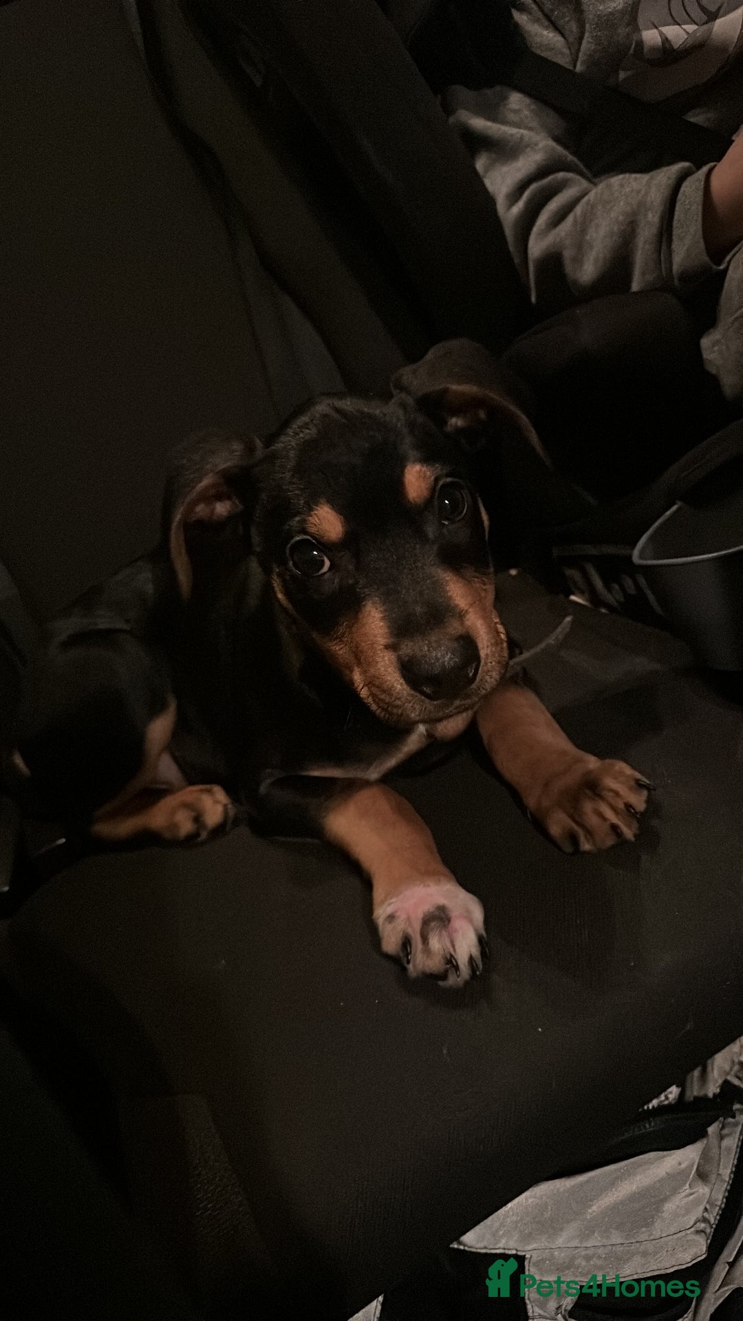 Mixed Breed dogs for sale: Staffy cross Rottweiler  - Image 3