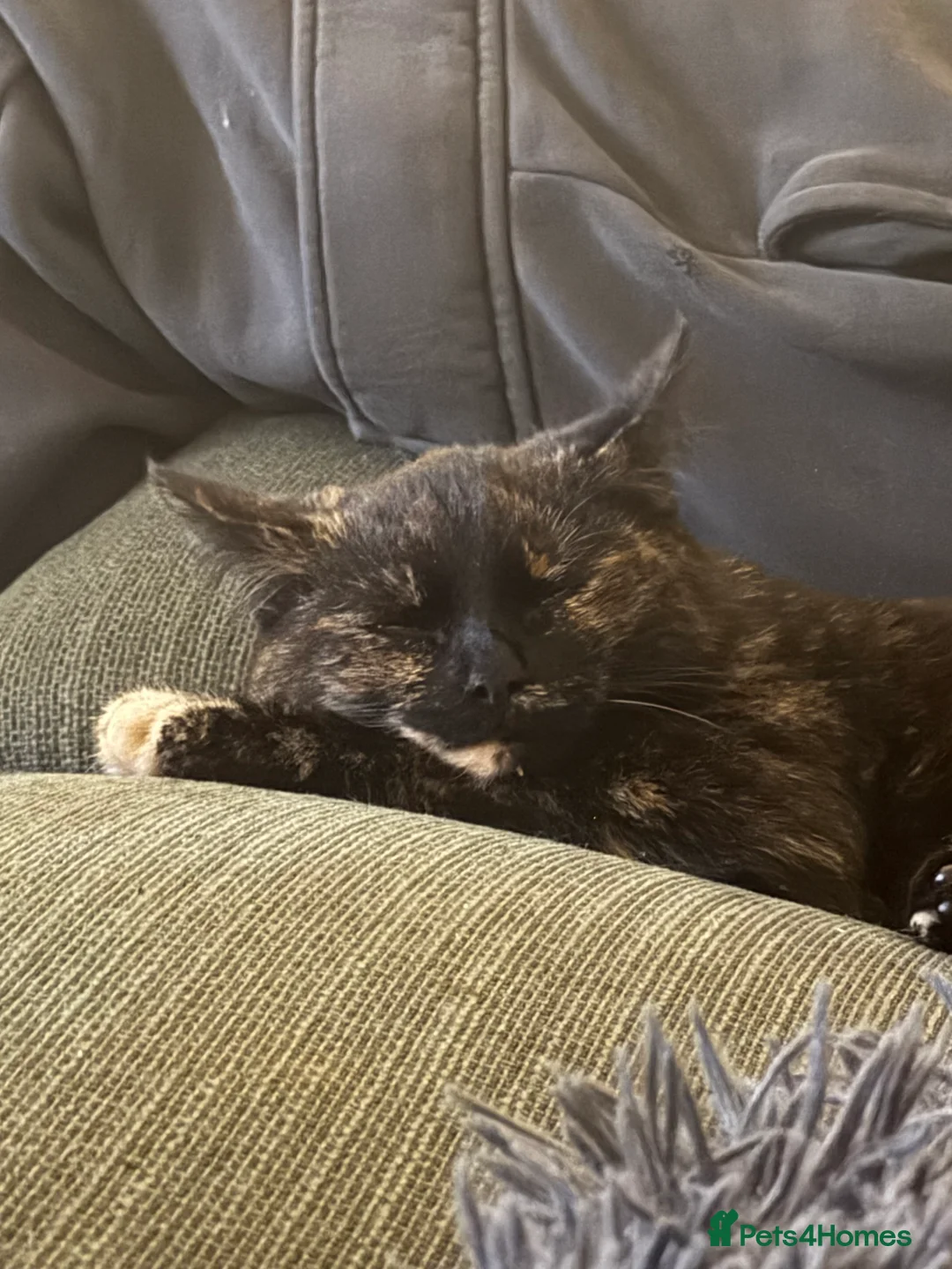 Domestic Shorthair cats for sale: 4 month old Female Domestic Shorthair  - Advert 3