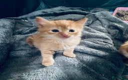 Mixed Breed cats for sale: Fluffy ginger & short fur calico 🐱🤩 - Image 2