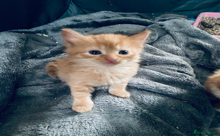 Mixed Breed cats - Advert 4
