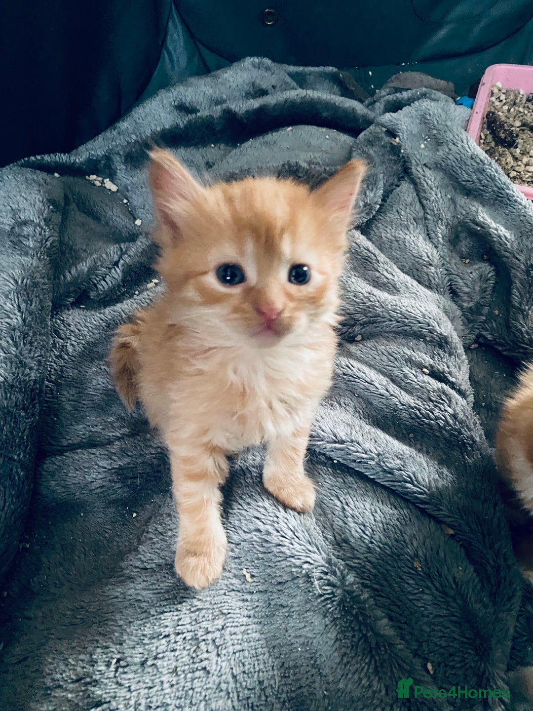 Mixed Breed cats for sale: Fluffy ginger & short fur calico 🐱🤩 - Image 2