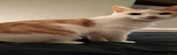 Mixed Breed cats for sale: Two gorgeous mixed - Advert 4