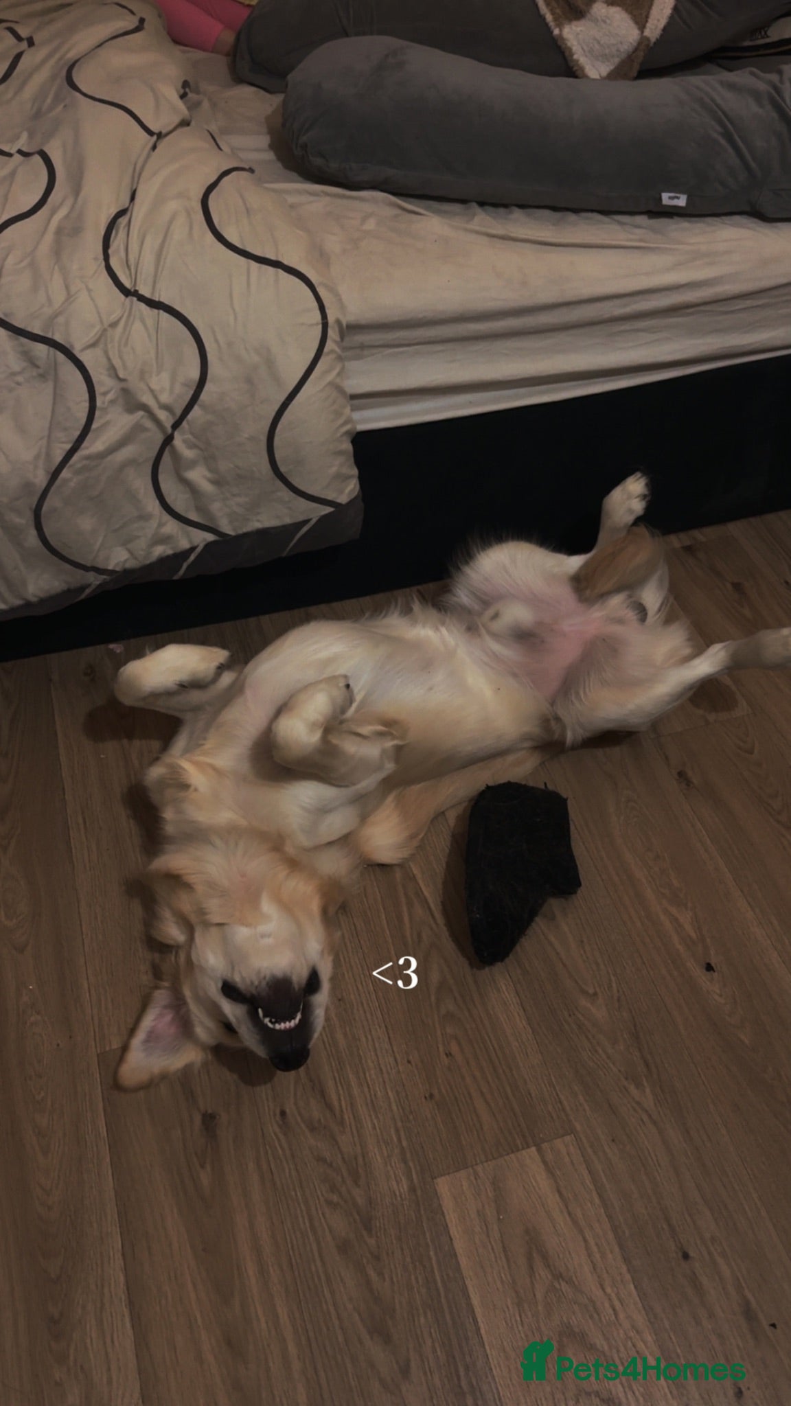 Golden Retriever dogs Golden Retriever  - Advert 6