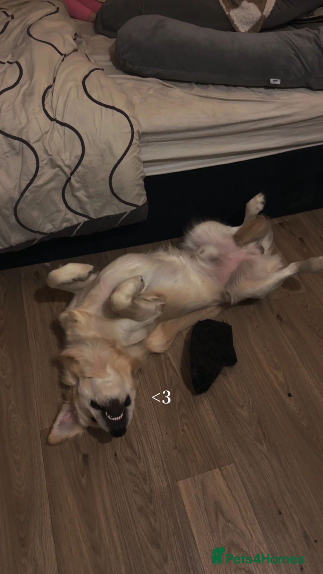 Golden Retriever dogs for sale: Golden Retriever  in Pontypool - Advert 1