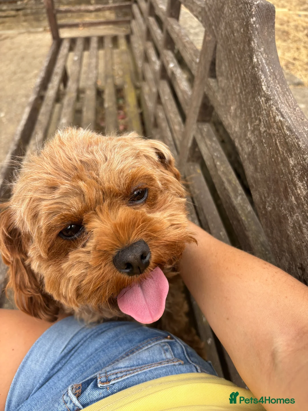 Cavapoo dogs for sale: Cavapoo Ruby  in Addlestone - Advert 1