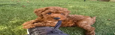 Toy Poodle 2
