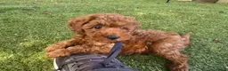 Toy Poodle dogs for sale: Red toy poodle puppies for sale - Advert 1