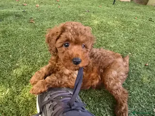 Toy Poodle dogs Red toy poodle puppies for sale - Advert 4