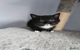 Munchkin cats for sale: Munchkin x Devon rex  - Advert 8