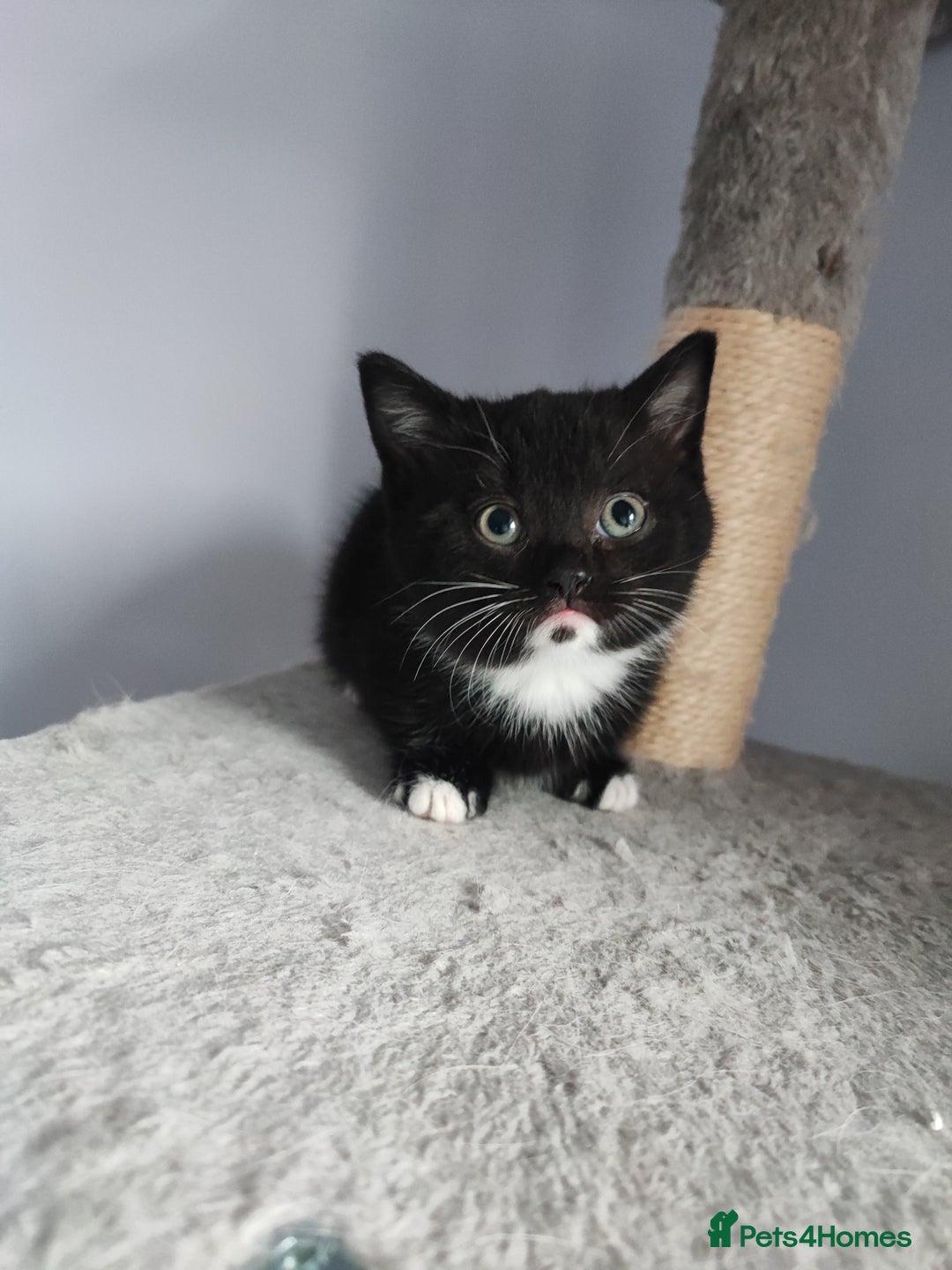 Munchkin cats for sale: Munchkin x Devon rex  - Advert 8