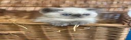 Exotic cats for sale: 2 STUNNING EXOTIC MALE KITTENS  - Advert 14