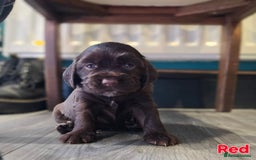 Cocker Spaniel dogs for sale: Cocker spaniel puppies - Image 38