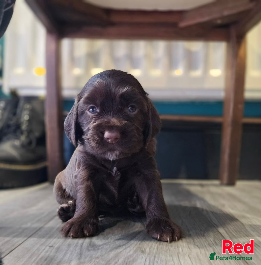 Cocker Spaniel dogs for sale: Cocker spaniel puppies - Image 38