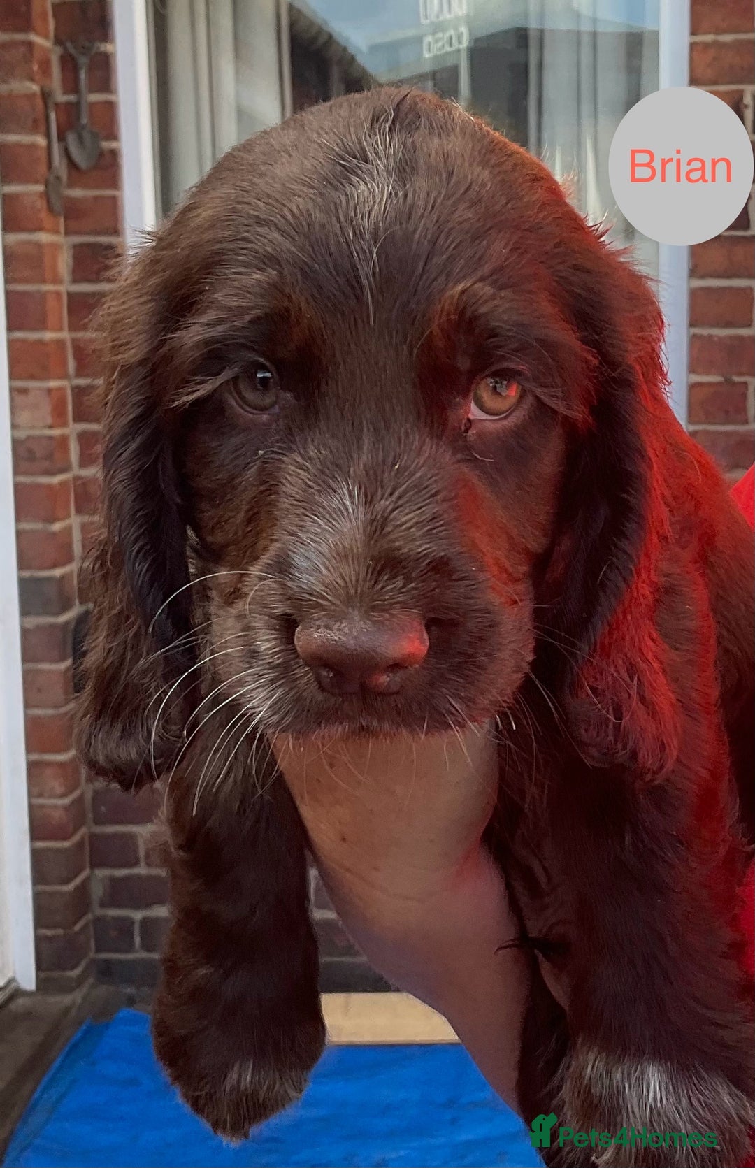 Sprocker dogs for sale: Sprockers 3/4 Cocker spaniel puppies for sale - Image 31