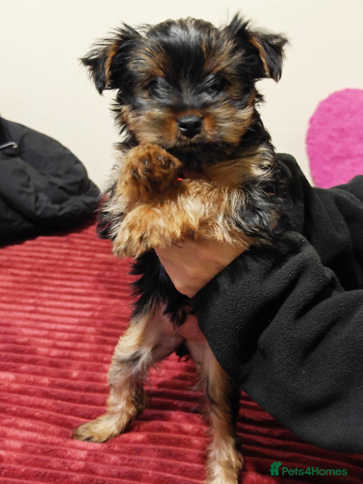 Yorkshire Terrier dogs For Sale – Yorkshire Terrier Puppy (Female) 🐶 - Advert 1