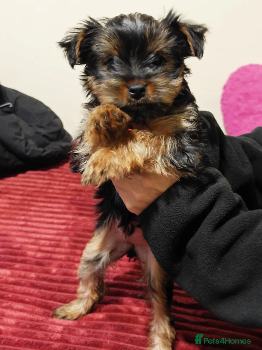 Yorkshire Terrier dogs for sale: For Sale – Yorkshire Terrier Puppy (Female) 🐶 - Advert 1