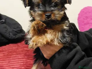 Yorkshire Terrier dogs For Sale – Yorkshire Terrier Puppy (Female) 🐶 - Advert 4