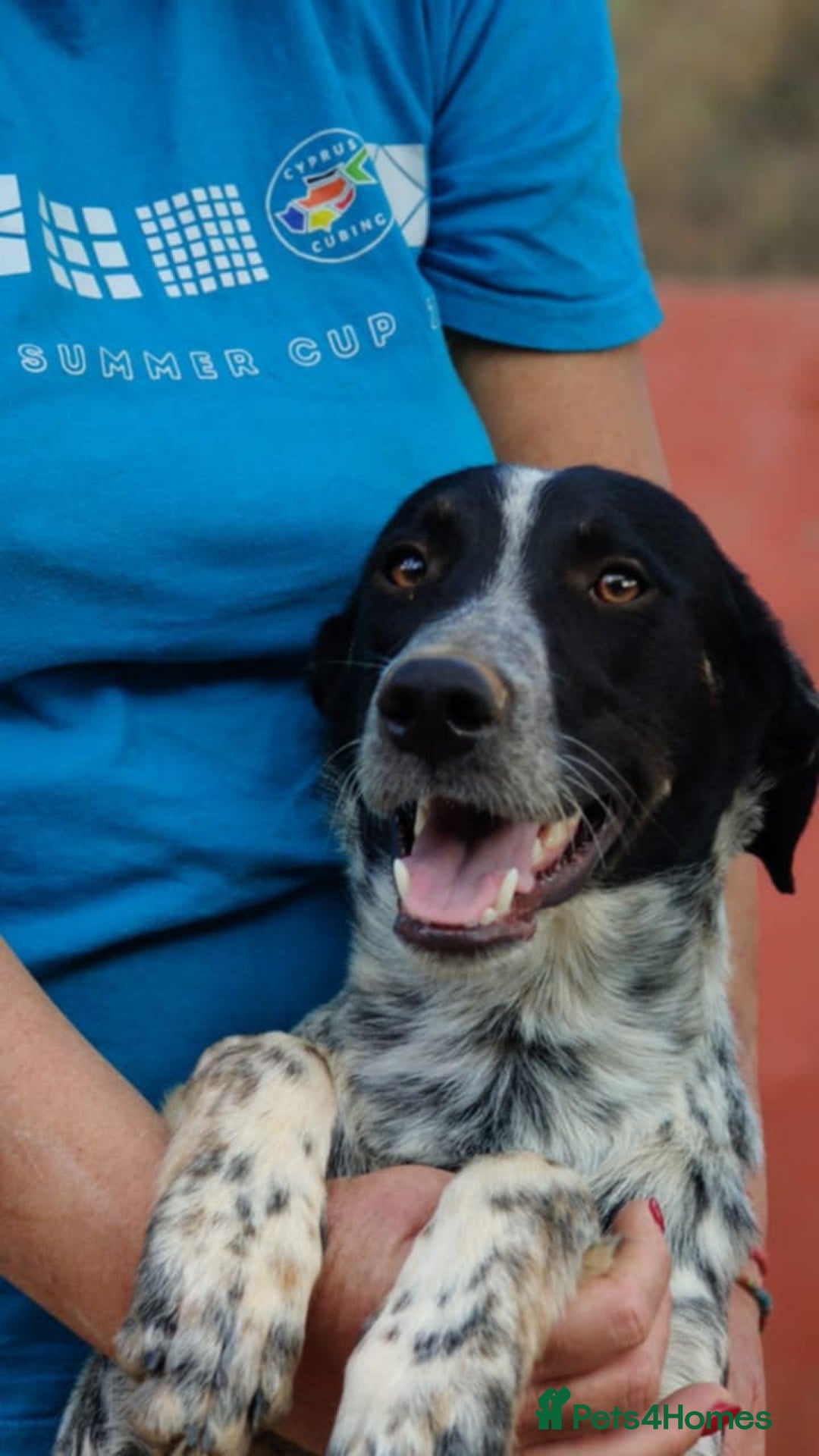 Mixed Breed dogs for adoption: Beau is looking for his forever home - Advert 1