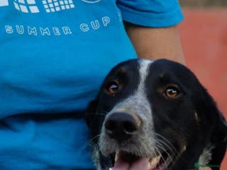 Mixed Breed dogs Beau is looking for his forever home - Advert 2