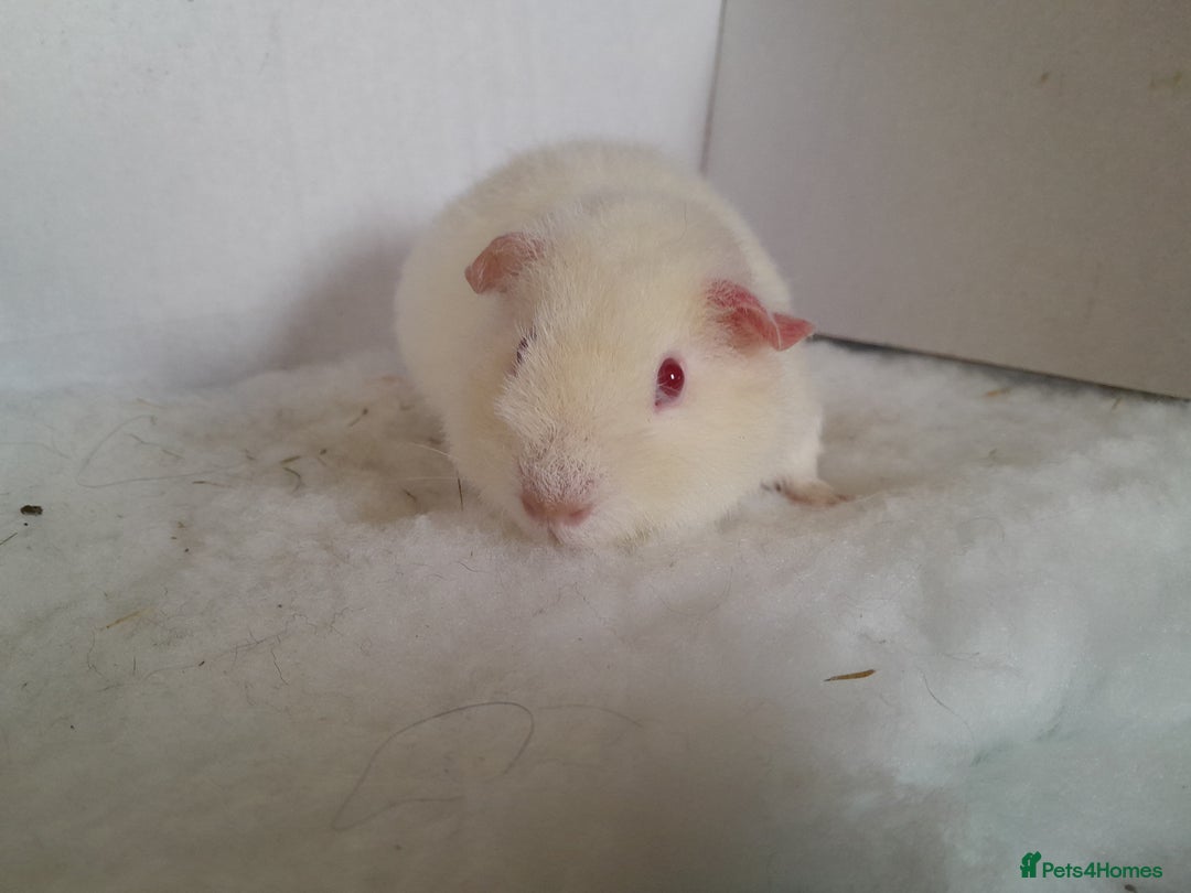 Guinea Pig rodents for sale: Teddy Guinea Pig Boars - Advert 6