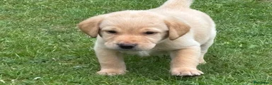 Labrador Retriever 3