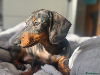 Miniature Dachshund dogs Gorgeous KC PRA CLR Miniature dachshund girl - Advert 1