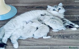 Neva Masquerade cats for sale: Adorable Siberian Neva Masquerade Kittens for Sale - Image 6