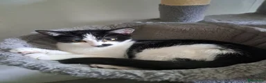Domestic Shorthair Kitten 2