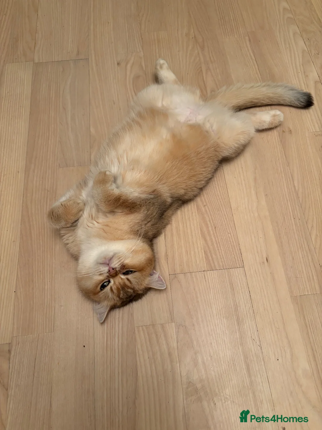 British Shorthair cats for sale: Black Golden Shaded British Shorthair  - Advert 7