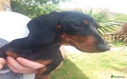Miniature Dachshund dogs for sale: Miniature dachund - Image 2