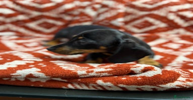 Miniature Dachshund dogs - Advert 7